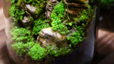 綠葉光蘚(Cyathodium smaragdinum